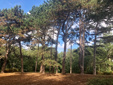tree circle at Wimbledon Common