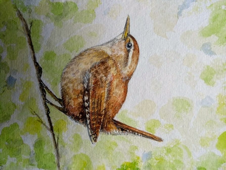 Painting of a wren, perched on a branch