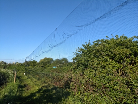 Bird ringing nets