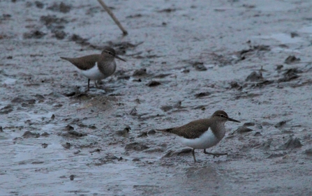 Common sandpipers