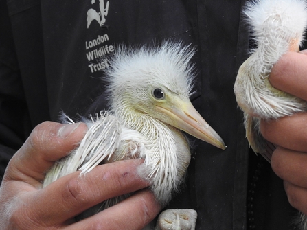 Young Egrets