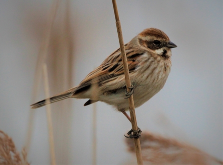 Reed bunting