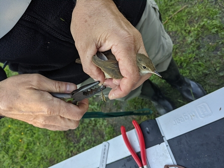 Ringing a reed warbler