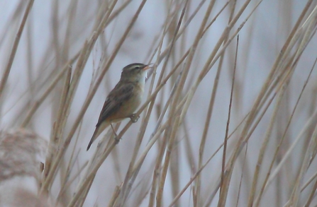 Sedge warbler