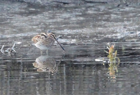 Snipe at Woodberry Wetlands