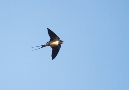 swallow in flight