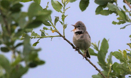 Whitethroat