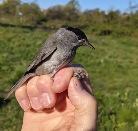 Male blackcap