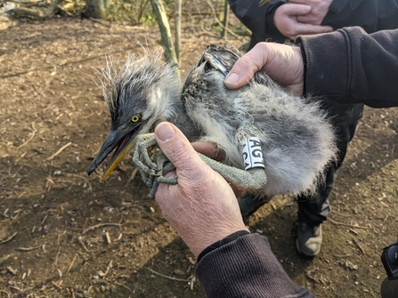 Ringed heron chick