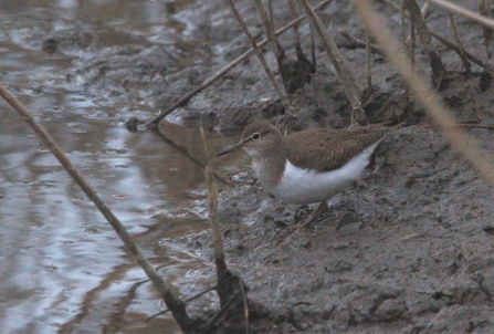 Common sandpiper