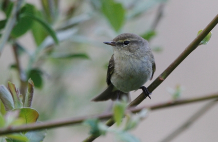 Chiffchaff on branch