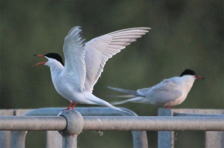 Common terns on railings