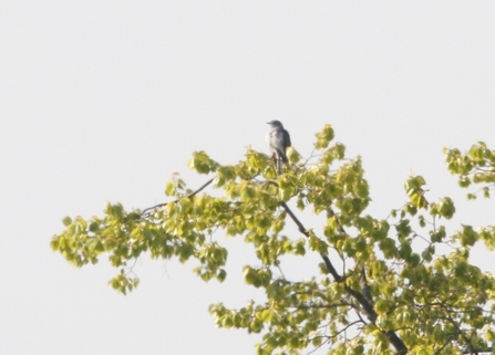 Cuckoo in tree against sky