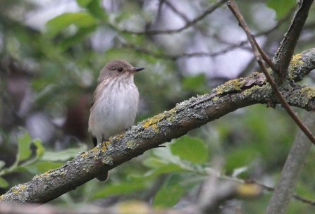 Spotted flycatcher