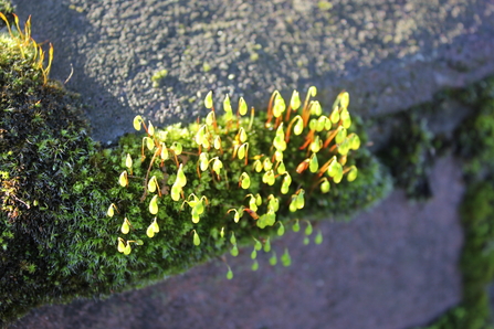 Capillary thread moss