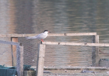 Common tern