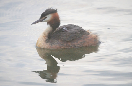 Great crested grebe