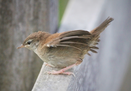 Juvenile Cetti's warbler