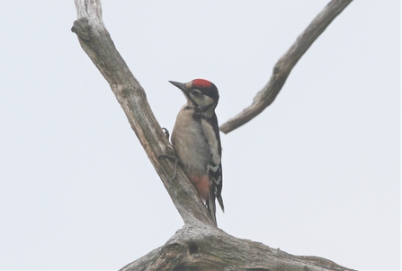 Juvenile Great Spotted Woodpecker