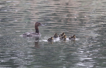 Pochard brood in the water