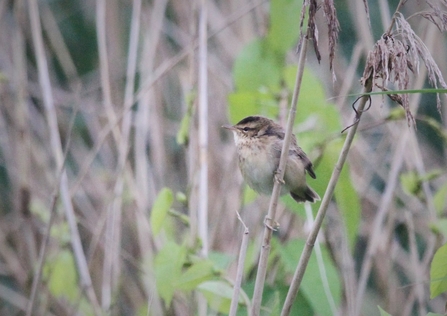 Juvenile sedge warbler