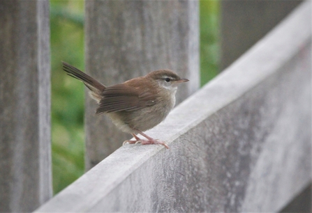 Cetti's warber