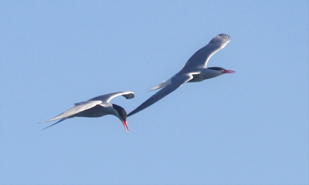 Common Tern