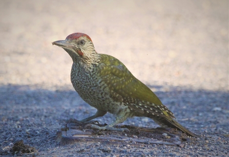 Green woodpecker juvenile