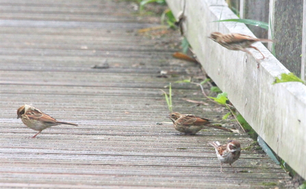 Reed buntings