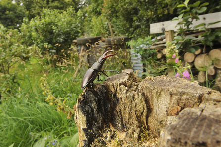 stag beetle log garden