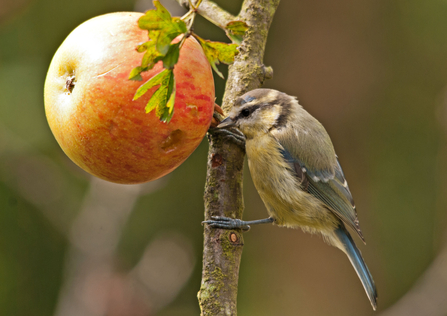 Blue Tit and apple. Credit: Bob Coyle