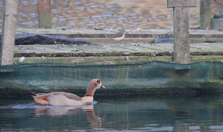 Common sandpiper and Egyptian goose