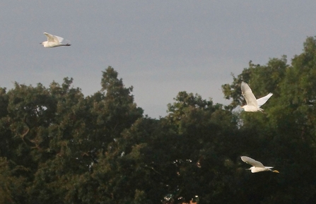 Cattle and little egret