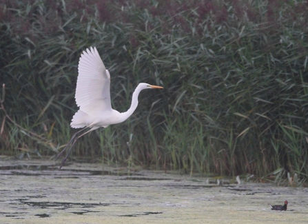 Great white egret