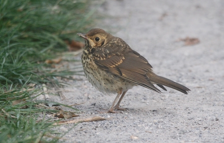 Song thrush