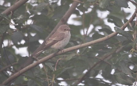 Spotted flycatcher