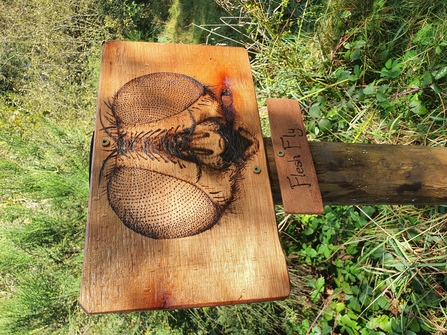 A portrait of a fly burnt into a wooden sign