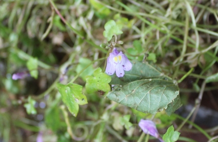 Ivy-leaved toadflax - Cymbalaria muralis