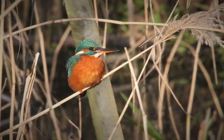 Kingfisher