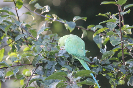 Parakeet eating crab apples