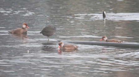 Red crested pochards