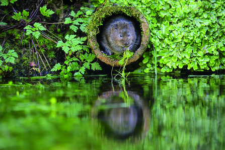Water vole in burrow near river eating vegetation