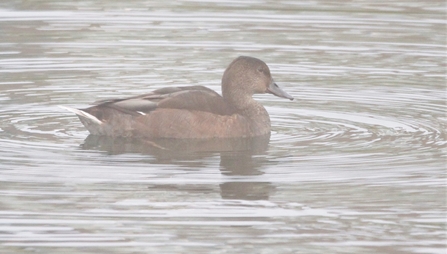 Hybrid duck at woodberry wetlands