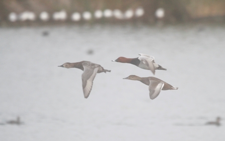 Hybrid duck at woodberry wetlands