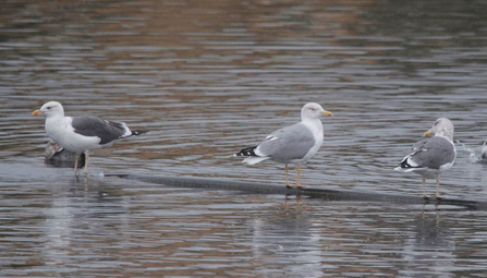 yellow-legged gull