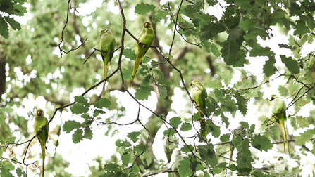 Ring-necked parakeets in Sydenham Hill Wood – Rachael King