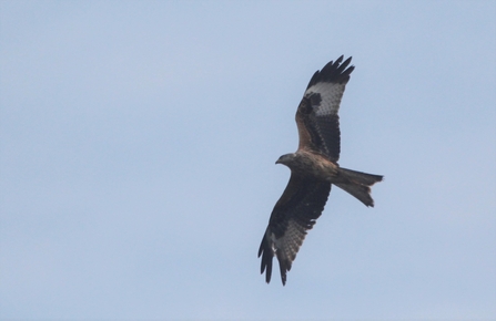 Red kite in flight Woodberry Wetlands