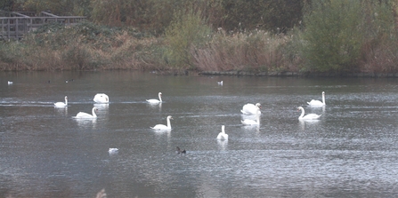 Mute swans at Woodberry Wetlands