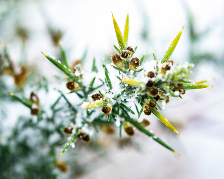 Gorse in the snow