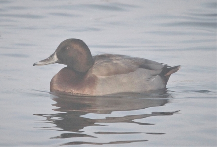 hybrid mallard x common pochard on the water at Woodberry Wetlands